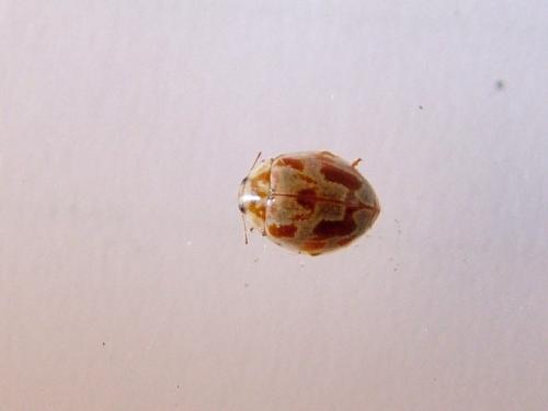 Réf. 238 764 : Myrrha octodecimguttata